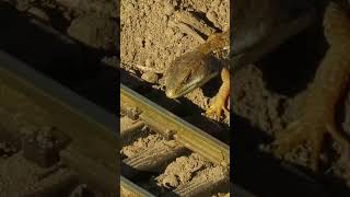 Lizard Loves Trains!