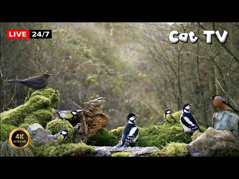 🔴24/7 LIVE Cat TV 😺 Birds At The Forest Feeder (4k)