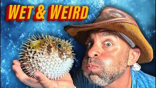 פאפר קדוש! לתפוס יצורים ימיים מוזרים בלילה!!