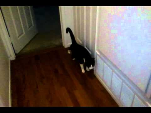 After moving, Ricky doesn't want to come out of his cat room.