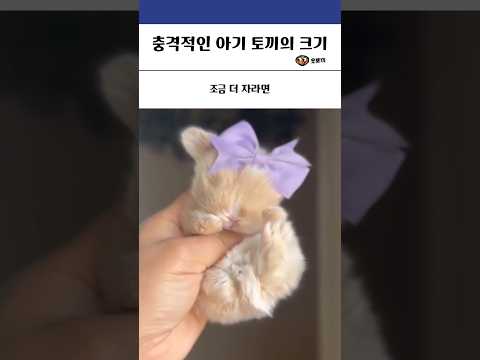 충격적인 아기 토끼늬 크기 #동물 #힐링 #유머 #토끼
