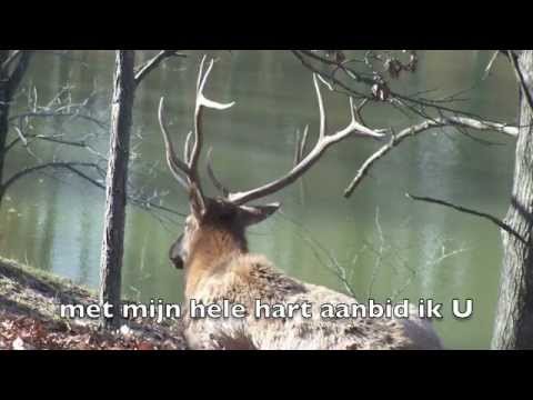 opwekking 510 Dit is mijn verlangen