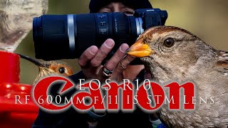 My last day with the Canon R10, 600 F11 - hummingbirds, treasures, & suggestions for newer shooters