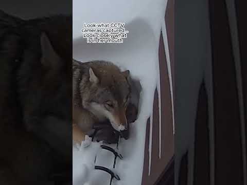 She shielded her baby from the avalanche 😭💔 #animals #animalshorts