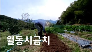 열무 수확하고 월동 시금치 파종하였습니다. 그런데 유효기간이 헐 지나서 걱정입니다