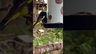 Download lagu Pair of Black Siskin | Aviary Birds mp3 Download lagu Pair of Black Siskin | Aviary Birds mp3