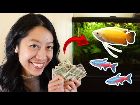 7 Money-Saving Tips for a Low Budget Fish Tank
