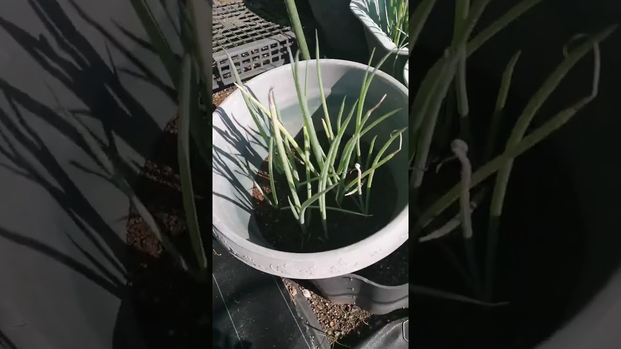 ニンニクの芽が順調に出ました。