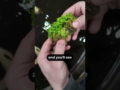 How to PLANT monte carlo in aquarium | monte carlo aquarium plant