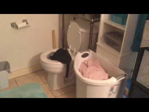 catto in toilet