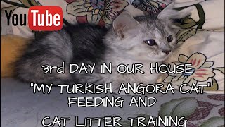 3rd DAY OF MY TURKISH ANGORA CAT 