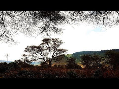 HYÄNEN - und andere Wildtiere - 2023 - DOK-Film - 'Ngorongoro-Krater' - Tansania /Afrika - 39,5 Min.