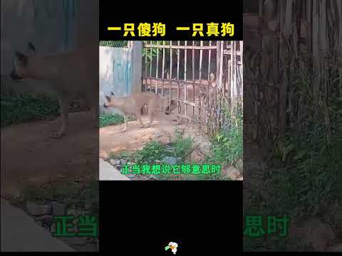 一只傻狗 一只真狗，它可真不够意思。 #搞笑 #大熱門#万万没想到