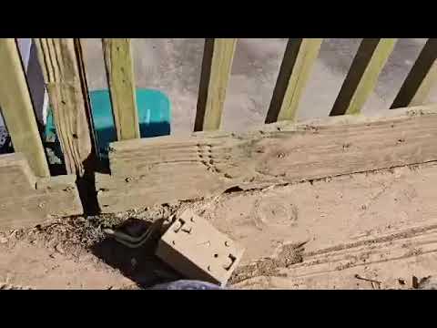 Phoenix, an adopted German Shepherd Dog in Greeneville, TN_image-1