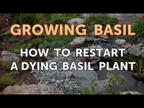 Why Is Your Basil Plant Turning Brown
