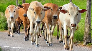 Download lagu Cute Cow Crowd Walking Towards Grass Field, Cow Moo Sound, Cow Eating Grass In Green Field mp3