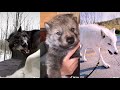 The Most Badass And Cute Wolves Compilation 3