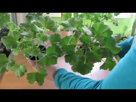 Как влияет КАСТОРОВОЕ масло на ПЕЛАРГОНИЮ/герань.