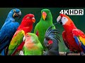 Most Amazing Parrots On Earth | Colorful Birds & Relaxing Nature Sounds | Stress Relief | 4K HDR