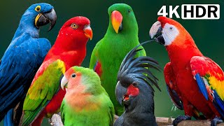 Most Amazing Parrots On Earth | Colerful Birds & Relaxing Nature Sounds | Stress Relief| HDR