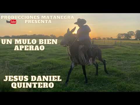 UN MULO BIEN APERAO- Jesús Daniel Quintero- El Tigrito de Matanegra