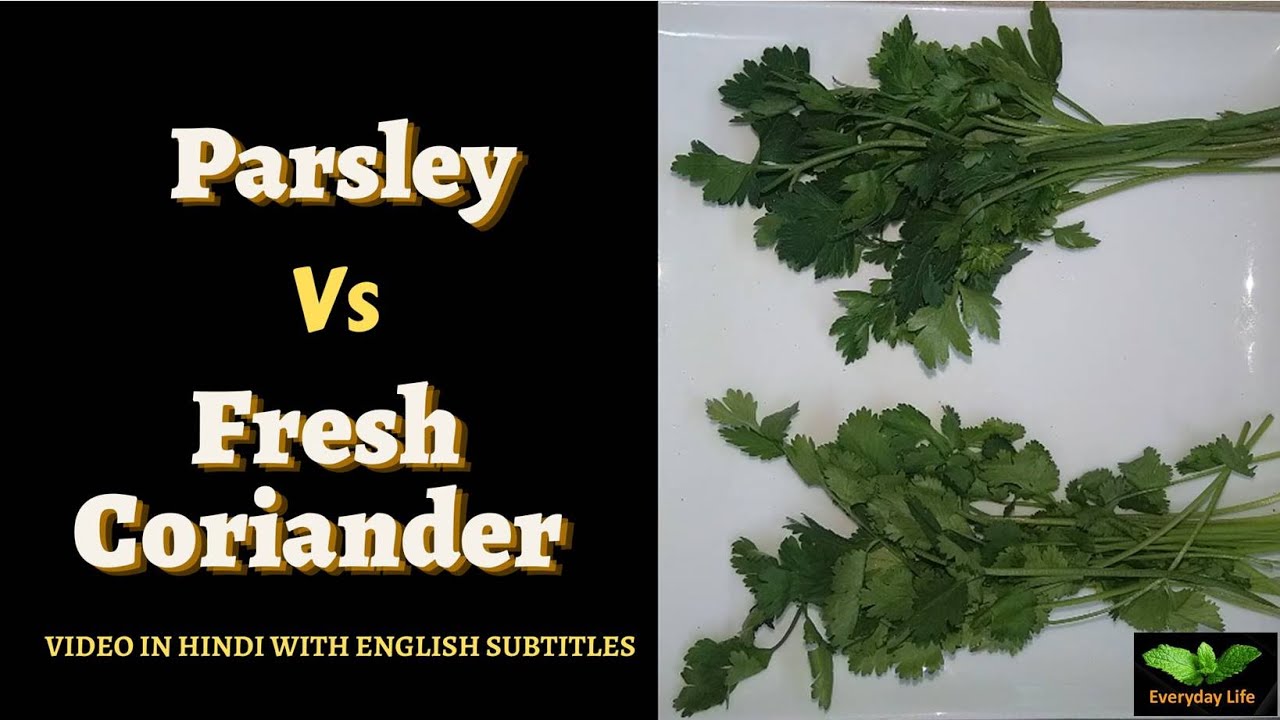 Parsley Vs Fresh Coriander | Flat Leaf Parsley Vs Dhania ke Patte | Everyday Life #234