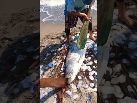 Part of a video titled Why These Brazilian Fish Scales Are So Valuable! #shortsvideo - YouTube