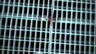 Pignoise   ANDO PERDIDO