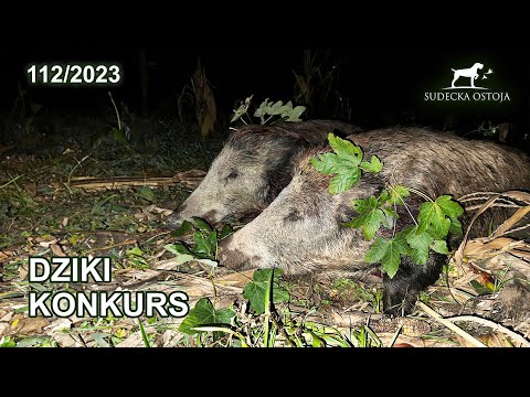 SUDECKA OSTOJA 112/2023 Dziki konkurs - jaka waga? Wildboar hunting
