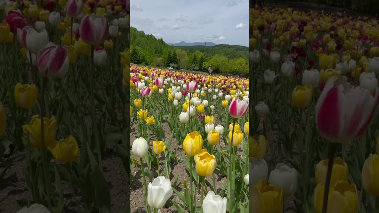 YouTube Short thumbnail