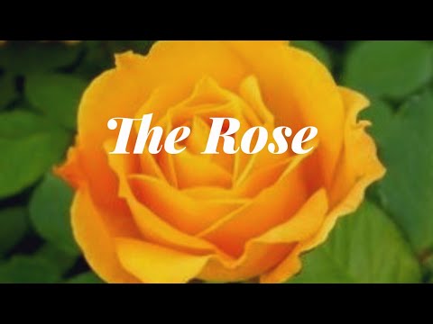 Bette Midler(베티 미들러)--The Rose [가사/한글해석/듣기]