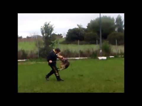 Zafira Suché Lazce in seminar with Davide Codebue in Hundesport Club!!!