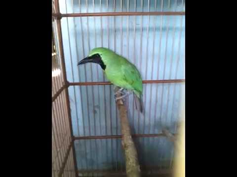 Download Burung Cucak Ijo Ktp Jember