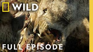 Download lagu Reign of Torment (Full Episode) | Savage Kingdom Compilation | Nat Geo Animals mp3