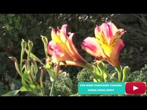 BEAUTY OF NATURE : PART 1