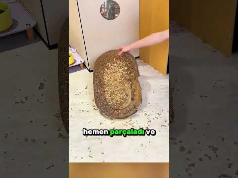 Sahibinin Terliklerini Çok Seven MASUM KEDİ! 🐈 🐾 😂