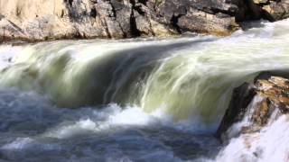 Dagger Falls Salmon Jumping