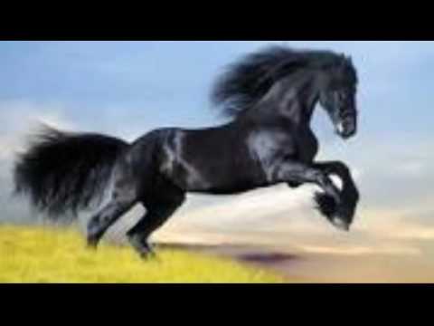 BLACK HORSE by Kalin Kalchev