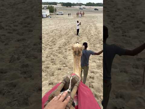 Enjoying my first camel ride in Qatar 🇶🇦