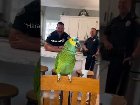 This Parrot Has More Attitude Than Police