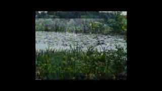 My Little Brown Eyes- Crispian St. Peters