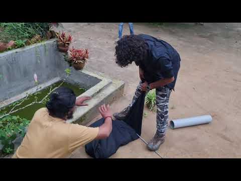 King Cobra Rescue and Release