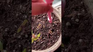 Love Lies Bleeding seedlings!