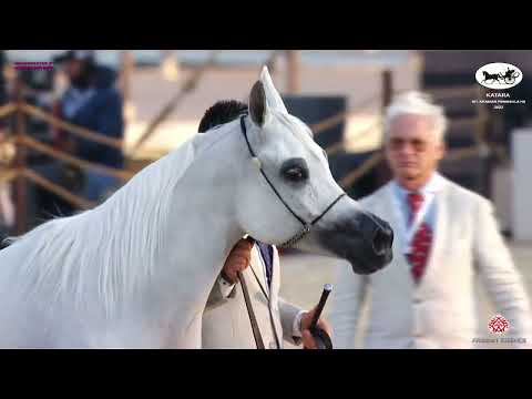 N 179 MENOUAH AL RAYYAN   Katara Int  Arabian Peninsula Horse Show 2022   Mares 7 to 10 Years Old Cl