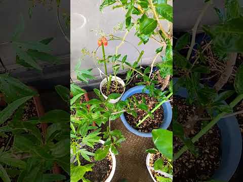 南向きのベランダに植える植物はどれ？太陽を愛する必須の6種  庭園