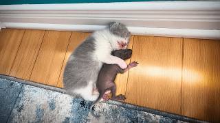 The motherless baby squirrel grew up happily with her kitten siblings under the mother cat's care.