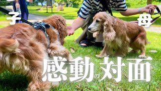 【その他#3】『くっきー』お母さんと感動の対面！　イングリッシュコッカースパニエル「みみ」 の気持ち
