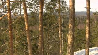 preview picture of video 'Finland wildlife - Wild Taiga forest'