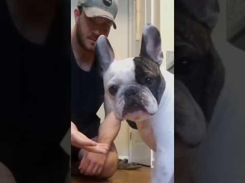 HUND KANN ZAUBERTRICK NICHT FASSEN😂DOG CAN'T BELIEVE MAGIC TRICK😂 #dog #dogs #cute #lol #funny #meme