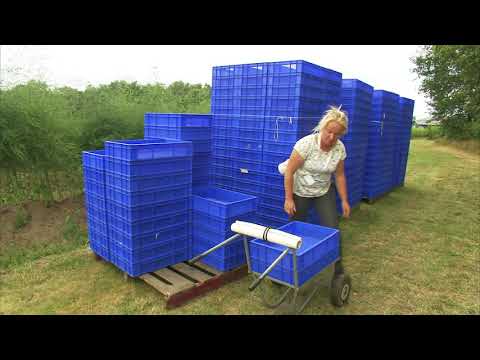 Driessen Blueberries plukken van blauwe bessen